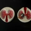 Pair Of Lungs Ashtrays